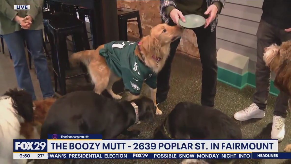 The Boozy Mutt blends dog park and bar